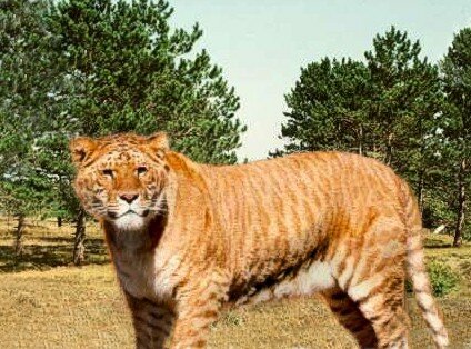 Liger